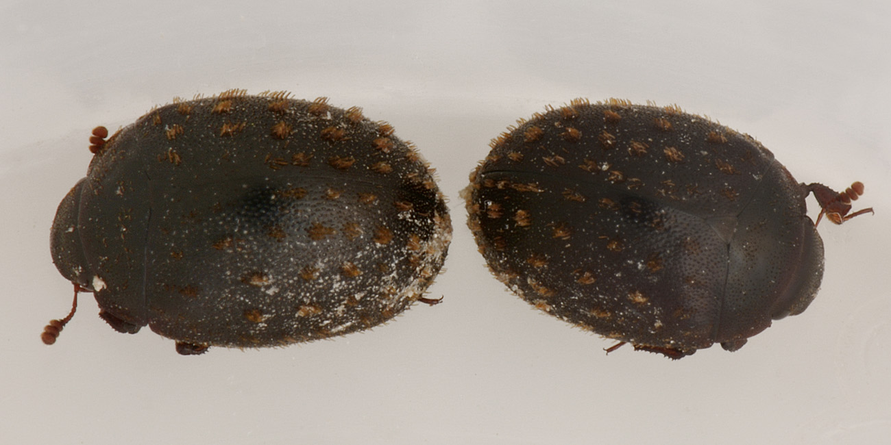 Nosodendron fasciculare , Nosodendridae